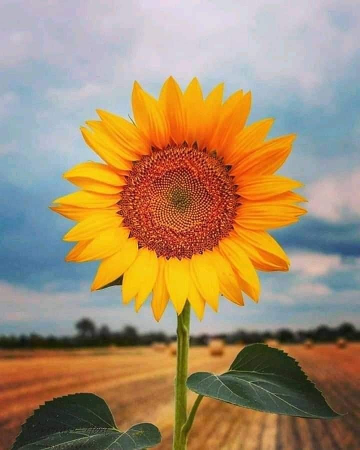 b14a00f1-f772-4d2b-af5e-4e8154703123