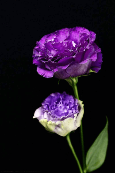 zicxa_com_-sieu-thi-bach-hoa-online-suc-khoe-lam-dep-thoi-trang-my-pham-do-gia-dung___